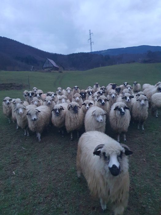 Oi bune si tinere de vanzare