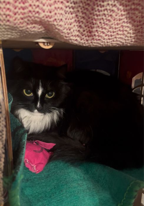 Стерилизованную кошечку в добрые руки