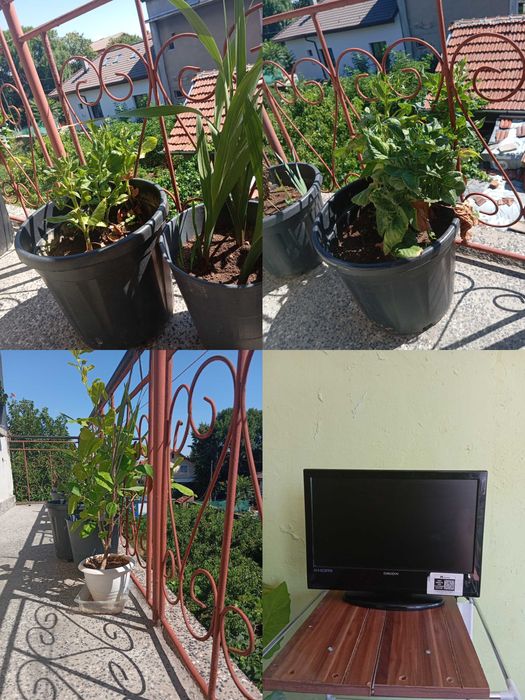 Цветя за дома и телевизор