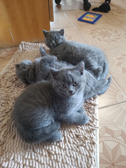 Британски котета