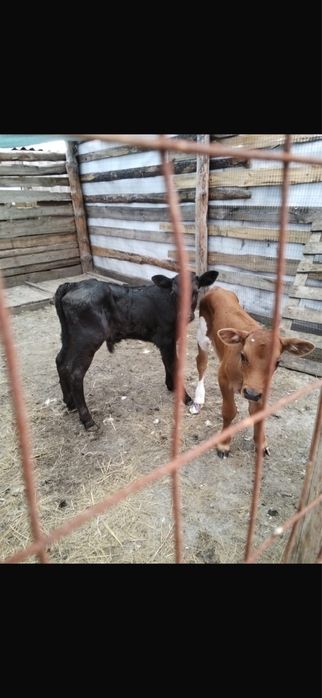Продам два бычка