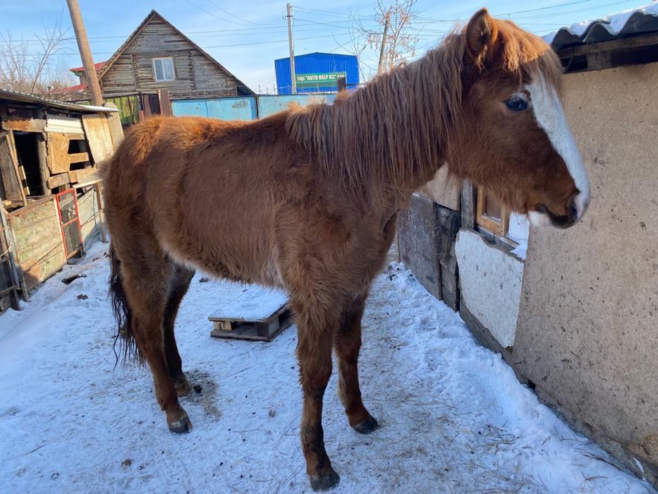 Жабагы откормленный