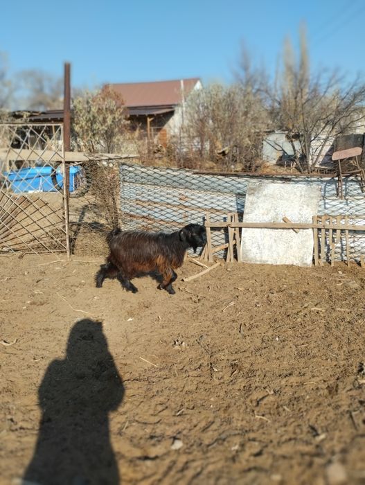 Ақ лақ 25000, қара лақ 25000