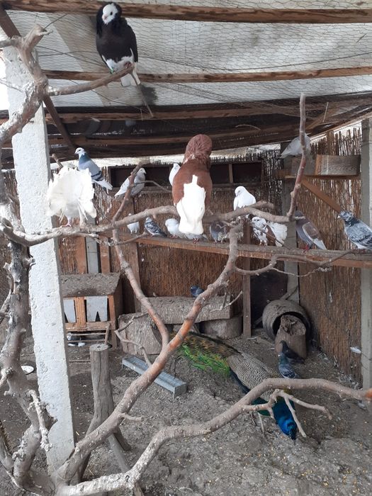 Cocosel pitic de rasa.