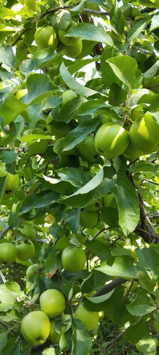 Ер участкаси сотилади