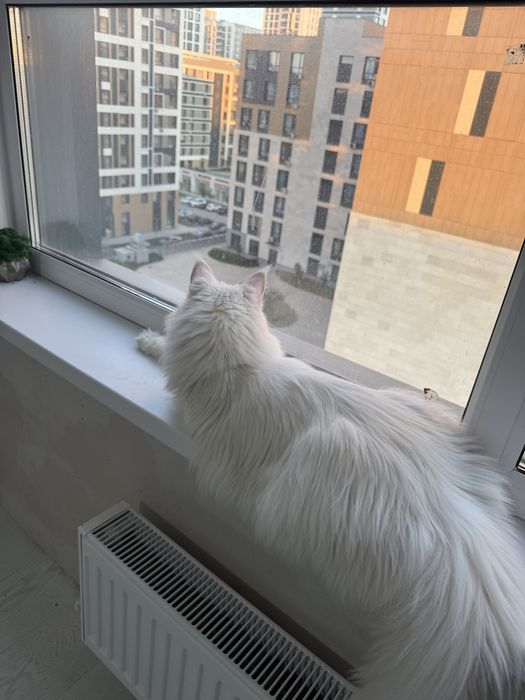 Продам кошку Мейн-кун