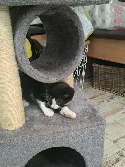 Donație pui de pisică