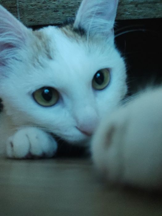 Отдам кошечку в хорошие руки