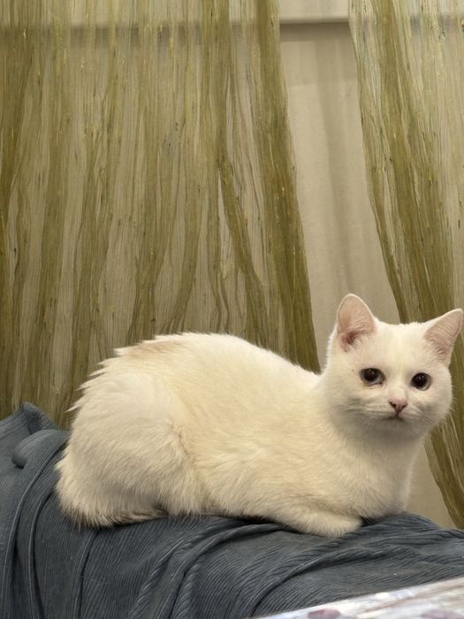 Отдам котенка в добрые руки