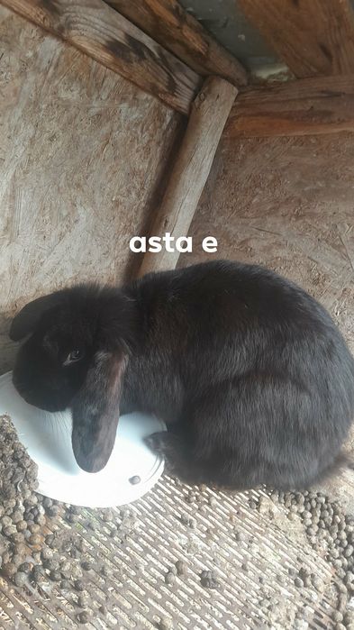 de vînzare iepuroaica berbec