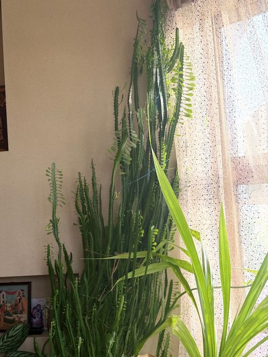 Продам Молочай кактус