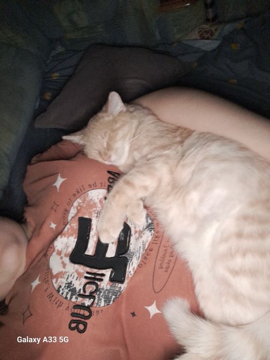 Хромтау, дам кота