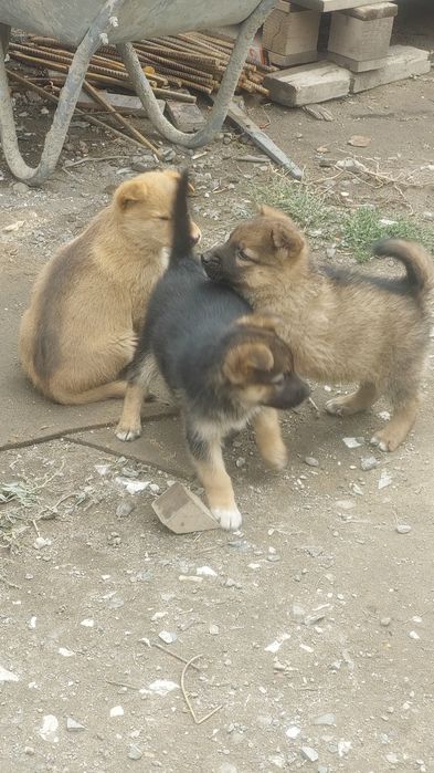 Щенки дворняжки ответственным и заботливым людям