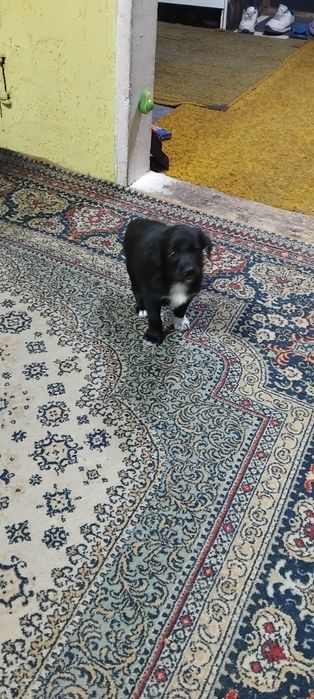 Отдам Щенки даром