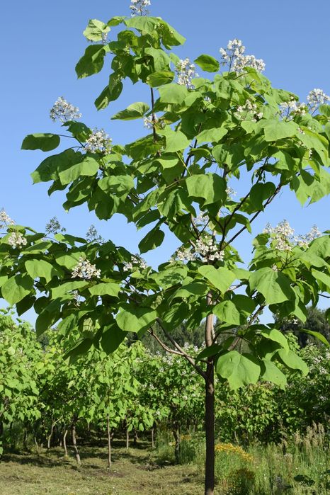 Manzaralik gul daraxtlar