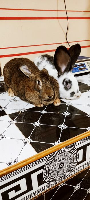 Куйон сотилади    т