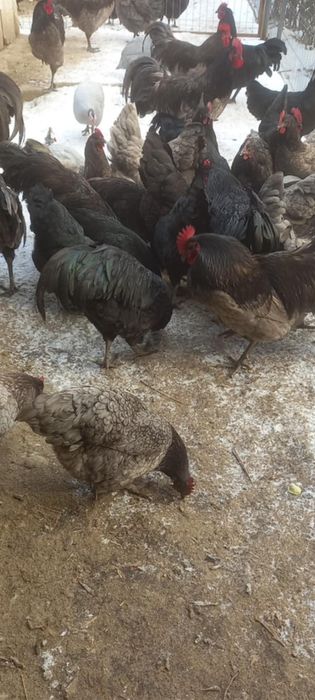 Găini și cocoși rasa Austrolop de vânzare