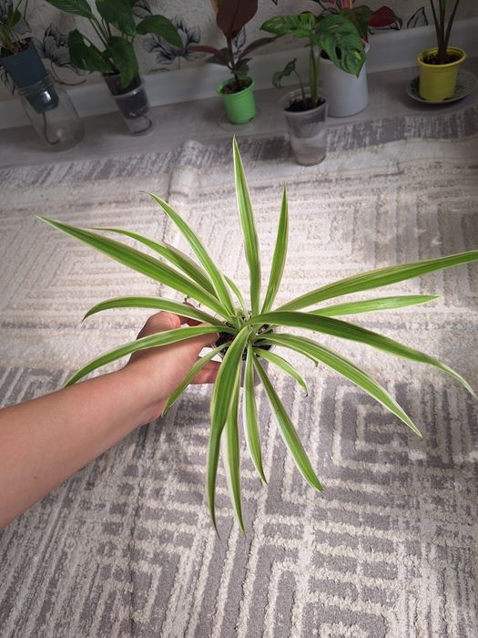 Пеперомия, аптения,традесканция,