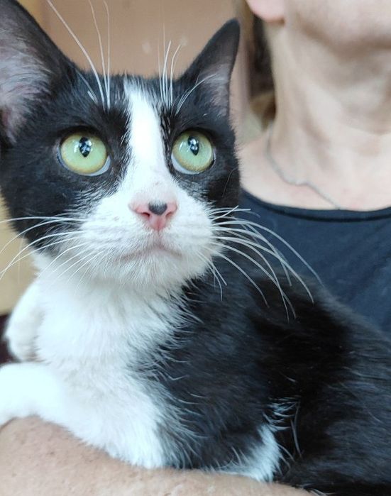 Особенная кошечка