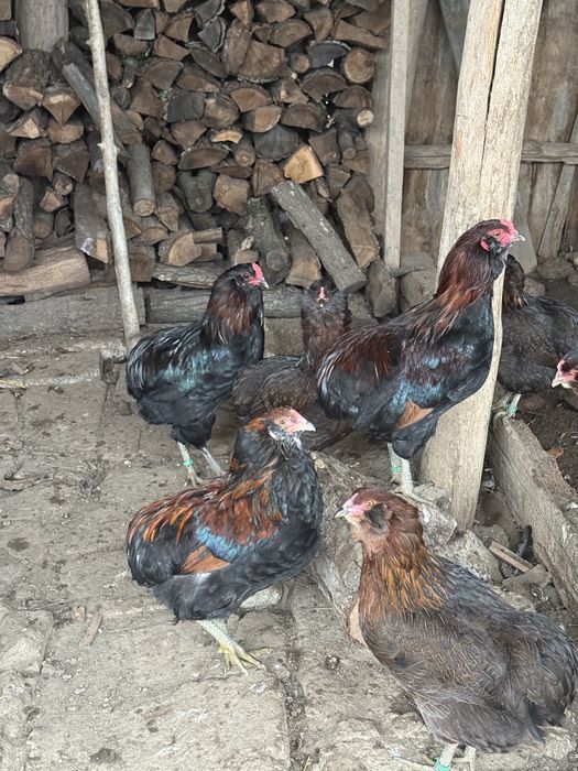 Araucana Cocosi Potarnichiu Salbatic