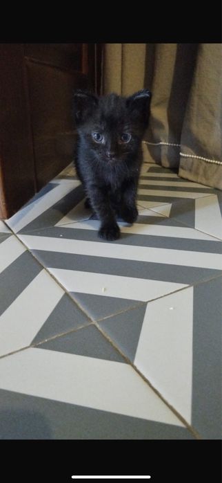Отдам котенка в добрые руки