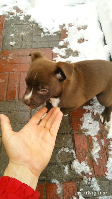 Продам щенков питбуля 50.000