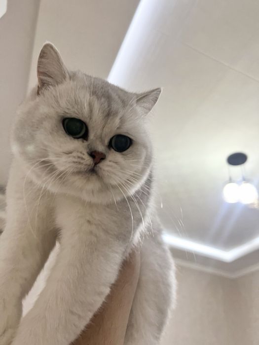 Вязка! Тоза britian shenshilla NS11