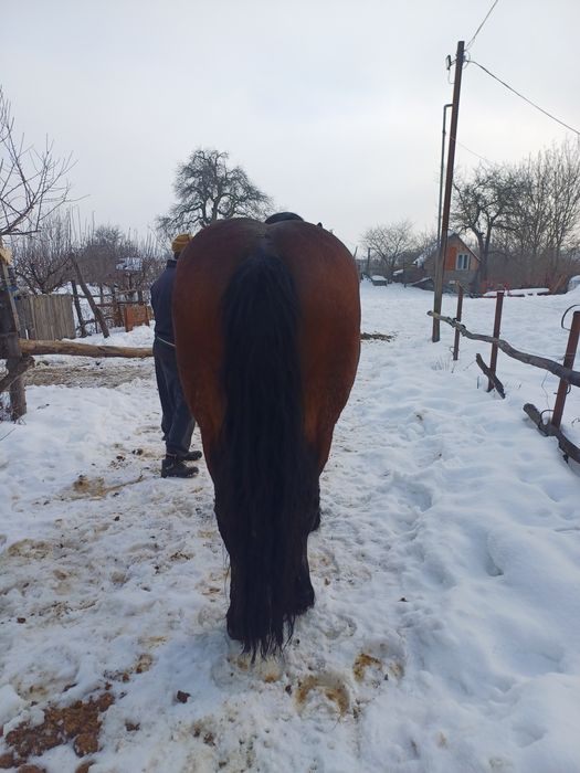 Armăsar de vânzare