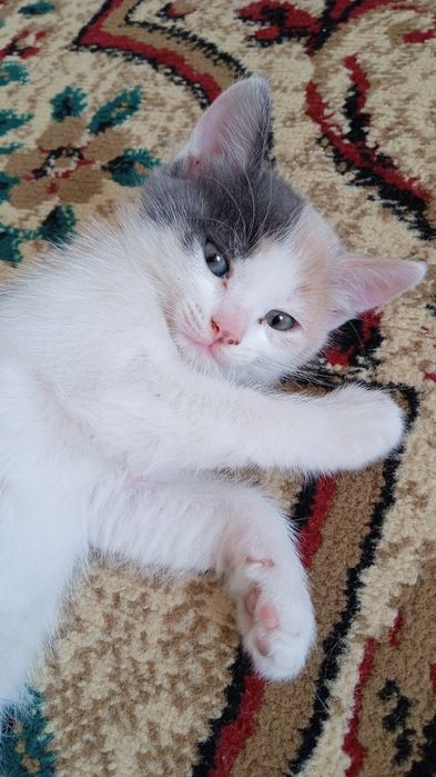 Отдам в добрые руки котят девочку и мальчика