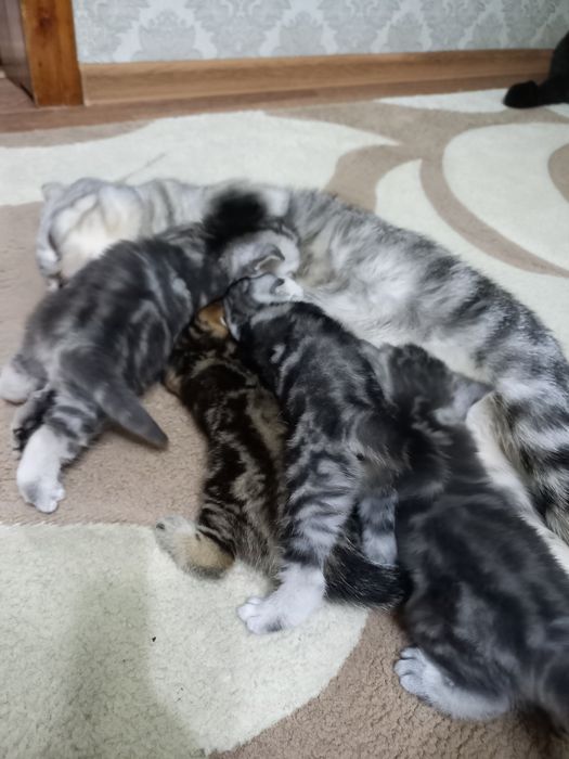 Продаются шикарные мраморята