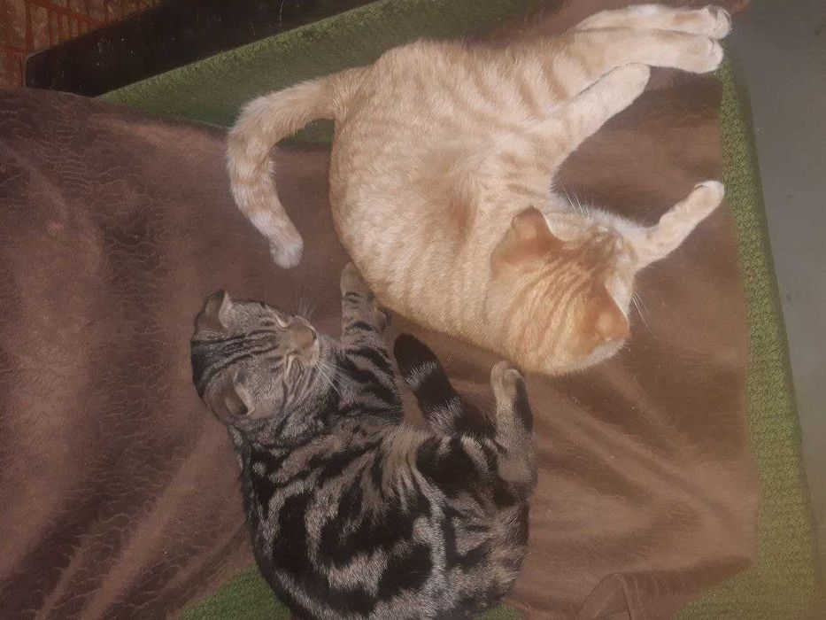 Котята в добрые руки. Смотрите фото