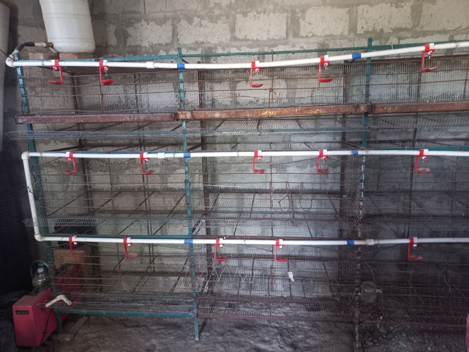 Tovuq katak sotiladi