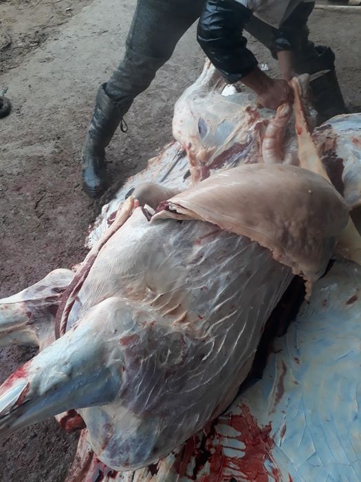 жылқы еті жіліктеп..