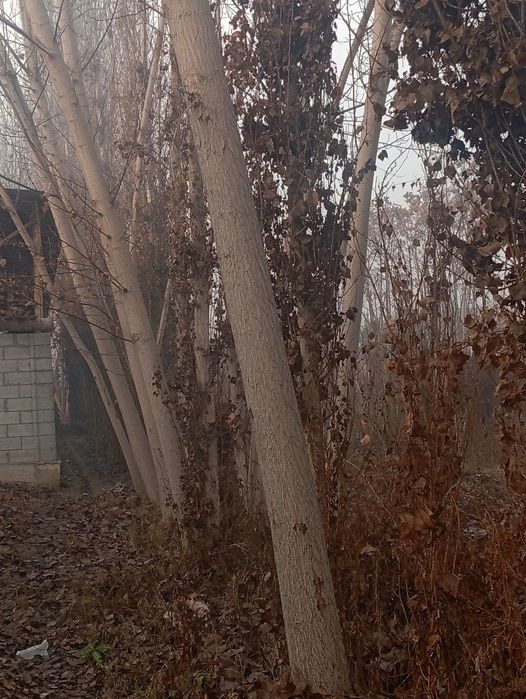 Kaliforniya va ko'k teraklar bor sotiladi jami 350 tacha