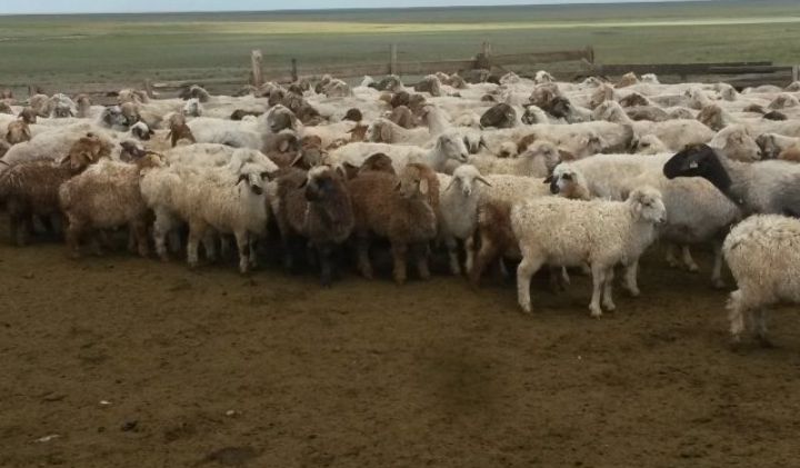 Продаются Бараны