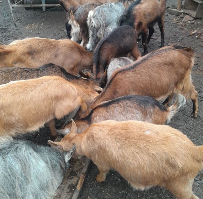 Capre Românești tinere