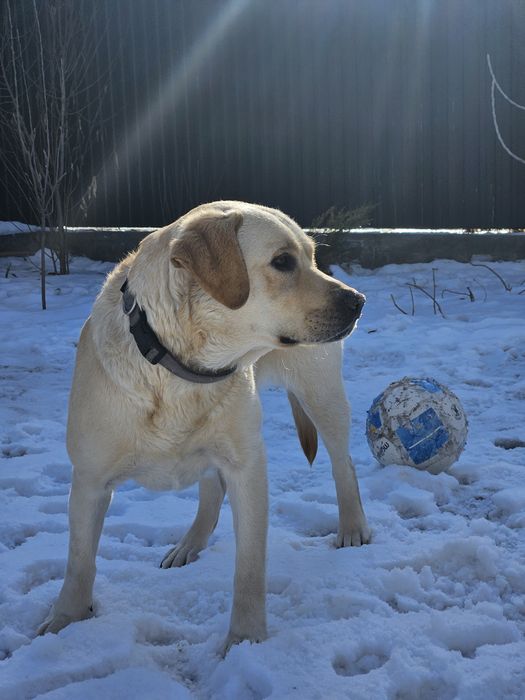 Продам лобрадора