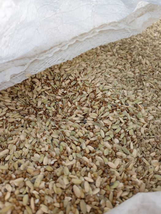 Orez  verde  și alb