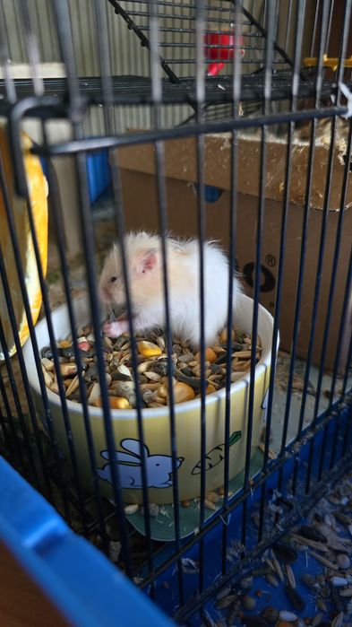 Сирийские хомяки