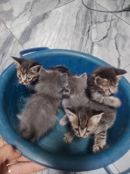 Отдам котят бесплатно