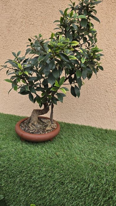 Bonsai Ficus Retusa