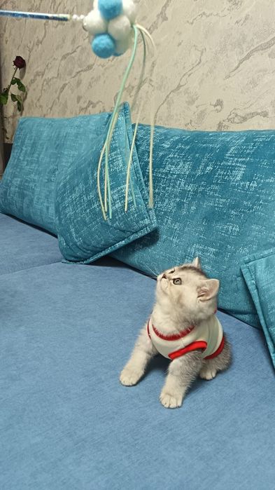 Шикарные котята от правильной вязки