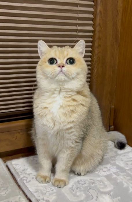 Продаются девочки британки ny11