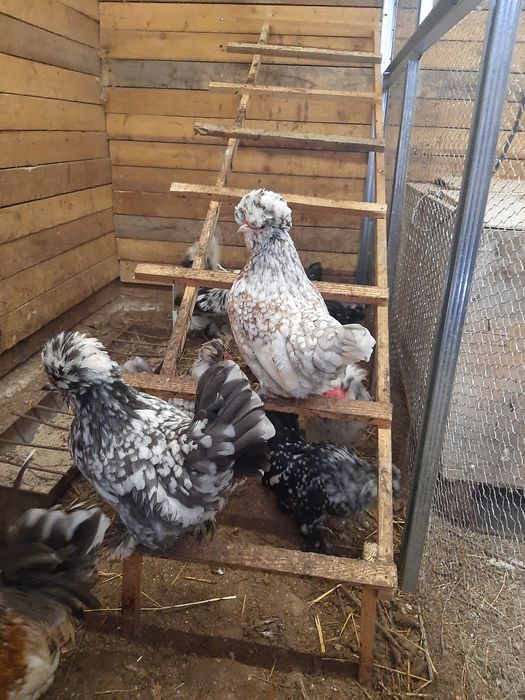 Струмски бантам!