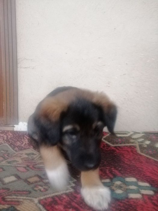 Зотдор Кучук бола