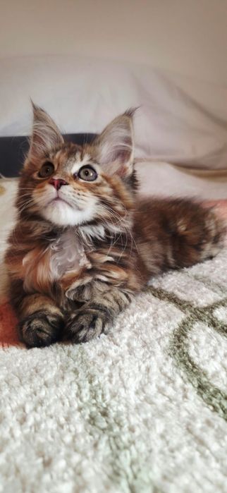Fetița Maine Coon