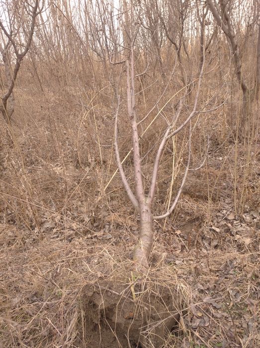 У'тин бор мевали