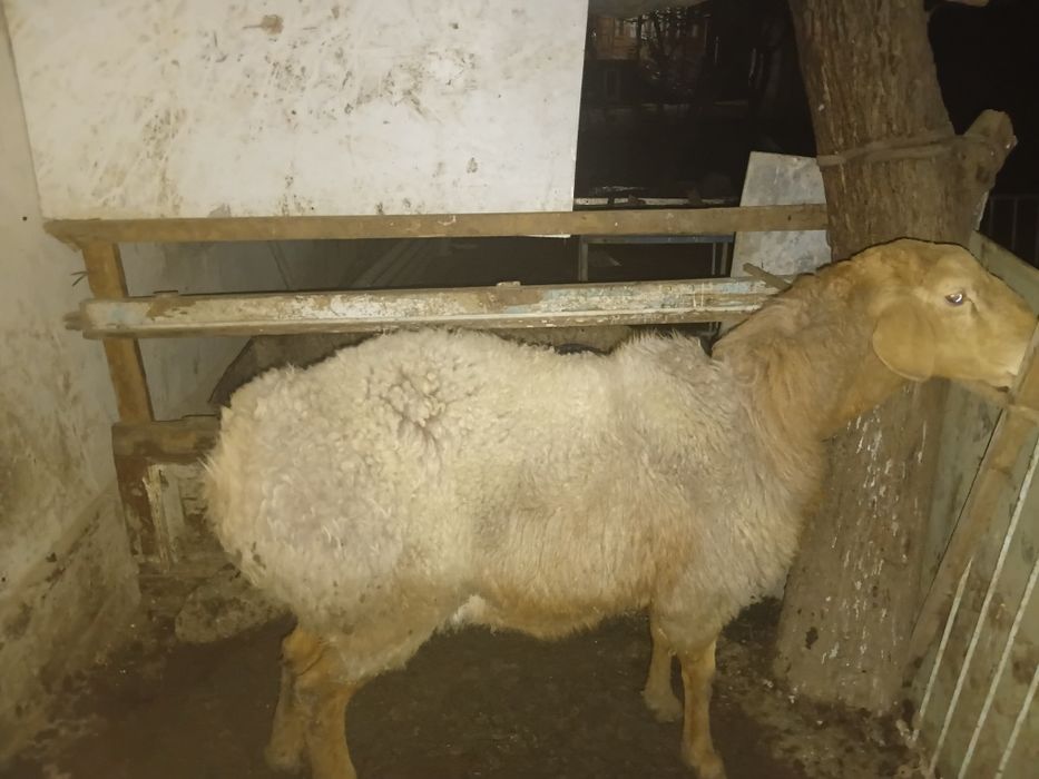 Srochna Qochqor zotdor arashan sotiladi