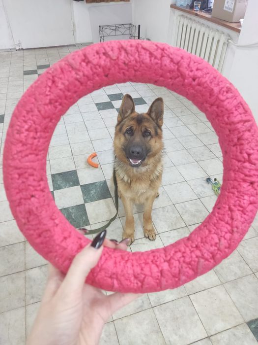 Детский сад для собак