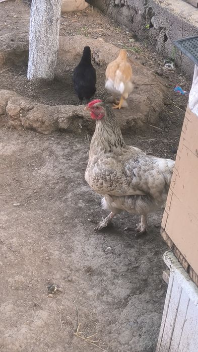 Жас  уй тауықтары сатылады